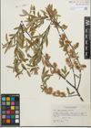 Foto von Salix geyeriana Andersson